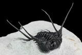 Spiny Leonaspsis Trilobite With Free-Standing Spines #108796-3